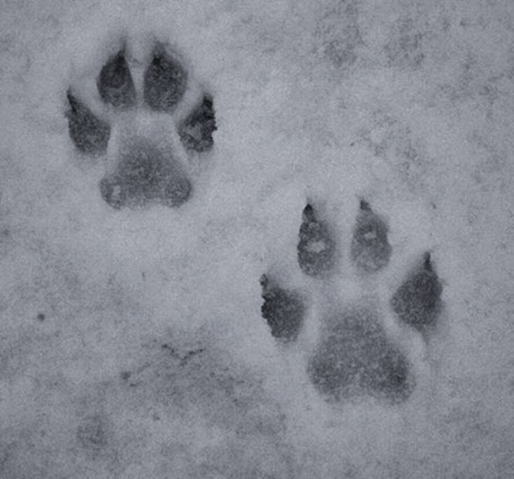 F0RTRESSDUKE's tweet photo. 🐺🐺 https://t.co/aPCYVHXGWy