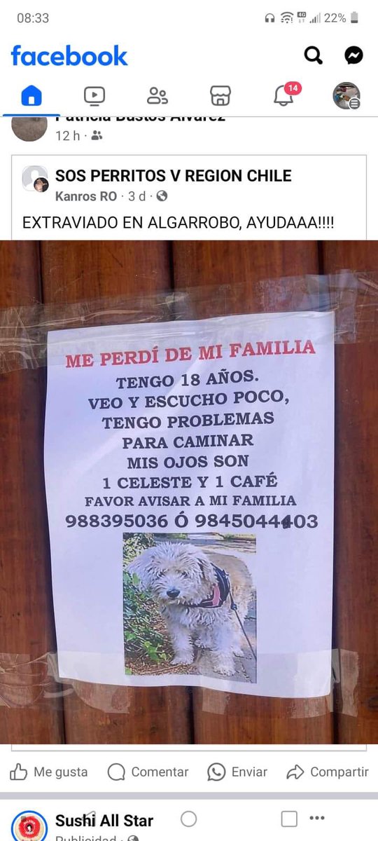 Evelyn_Torres_h's tweet photo. SOS perdido en algarrobo, si lo ve retener y llamar al número de contacto rt https://t.co/xbT1IWFSh8