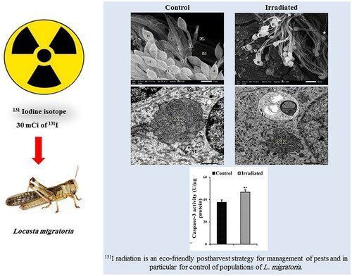 IntJRadBiol's tweet photo. Eco-friendly postharvest irradiation strategy with 131I isotope for environmental management of populations of migratory locust, Locusta migratoria https://t.co/zfznewAwol 
 
#pestcontrol #radiation #research #ijrb https://t.co/srfE2308Bk