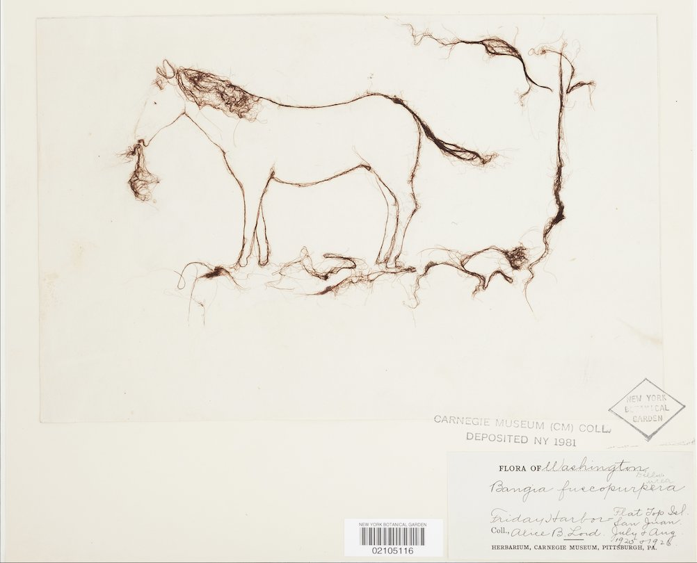 The act of preserving herbarium specimens not only serves scientific endeavors, but can also be used as an artistic outlet. This Bangia fuscopurpurea specimen was arranged into the shape of a horse in 1925 &amp; has remained this way since! 🐴 #NYBGscience 🐎 brnw.ch/hrs