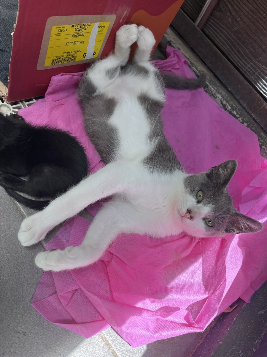 Hola!! Encontramos un gatito macho de pocos meses en Balneario Solis. Le pusimos un collar y le compramos comida. Vivimos en un apto con 2 perros, imposible volvernos a Montevideo con el. Alguien dispuesto a darle hogar?