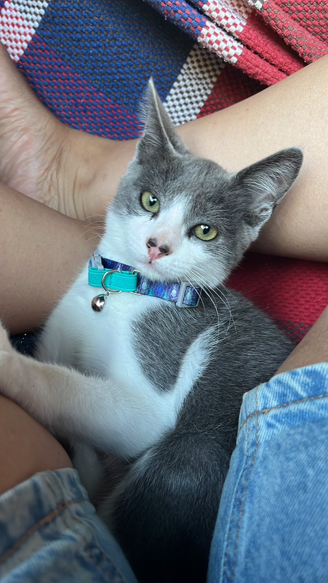 agustinavignoli's tweet photo. Hola!! Encontramos un gatito macho de pocos meses en Balneario Solis. Le pusimos un collar y le compramos comida. Vivimos en un apto con 2 perros, imposible volvernos a Montevideo con el. Alguien dispuesto a darle hogar? https://t.co/w61mfRR0RS