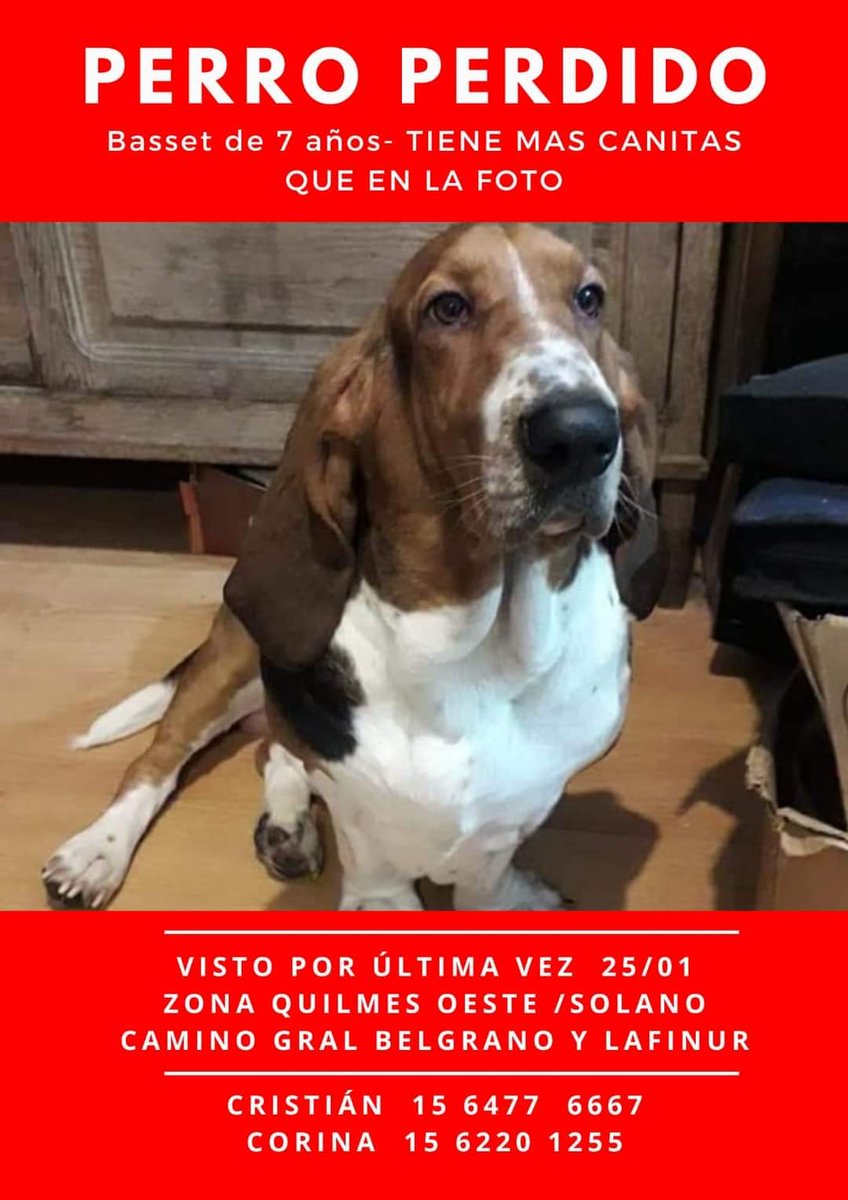 cnstzx's tweet photo. SEGUIMOS BUSCANDO A VERNE! 
Por favor difundir!!
Basset de 7 años #Quilmes #Solano https://t.co/C8IrRrwSne