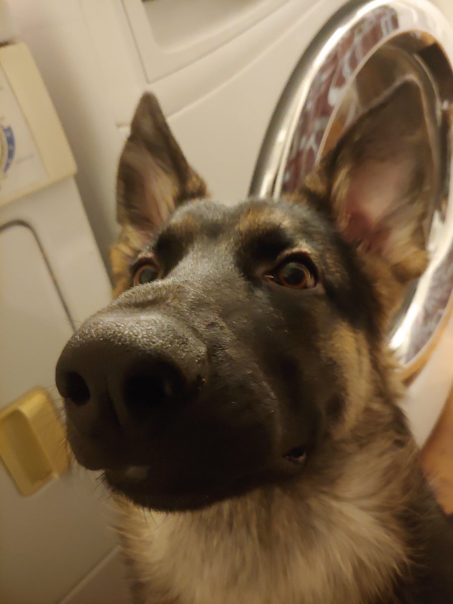 Link! 🐾 tweet media