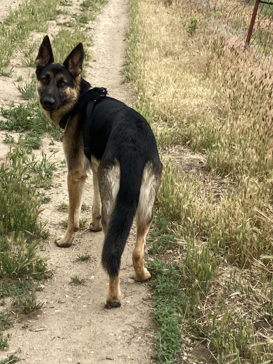 Link! 🐾 tweet media