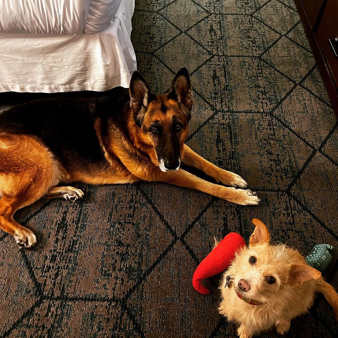 'I love hotels so much.' - @sammyschaff  🐕  We love you too Sammy, come back soon! #DogFriendlyHotel
