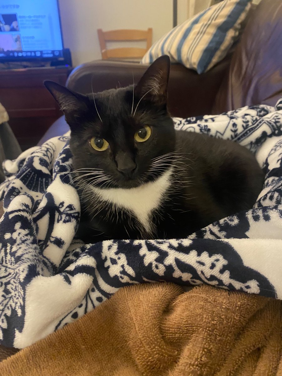 flopkitu's tweet photo. study buddy https://t.co/EOWm7I0NTW