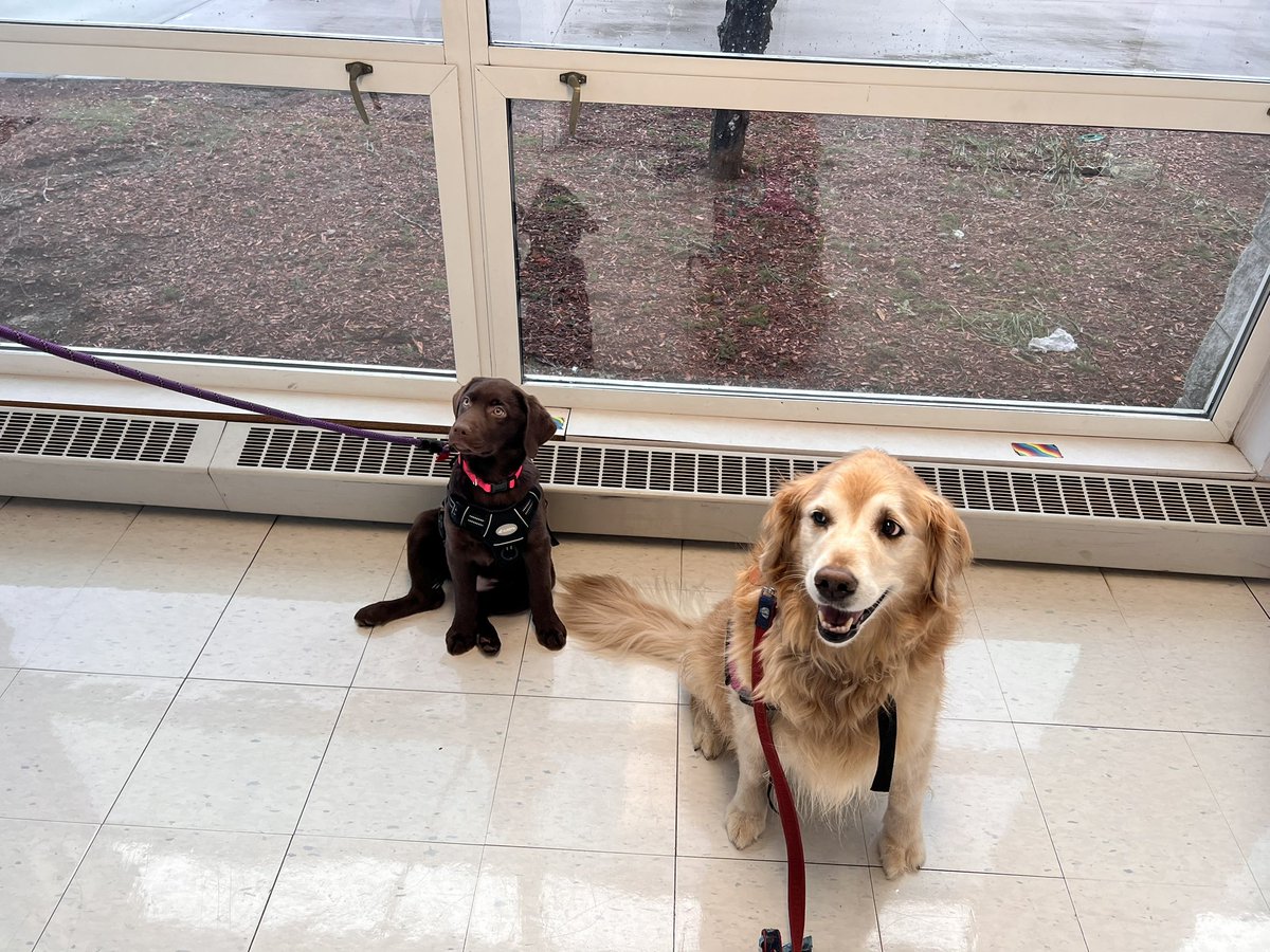 Welcome Subie! So great to meet you today!💙🐾💙🐾#Mashpee #Cassietherapydog