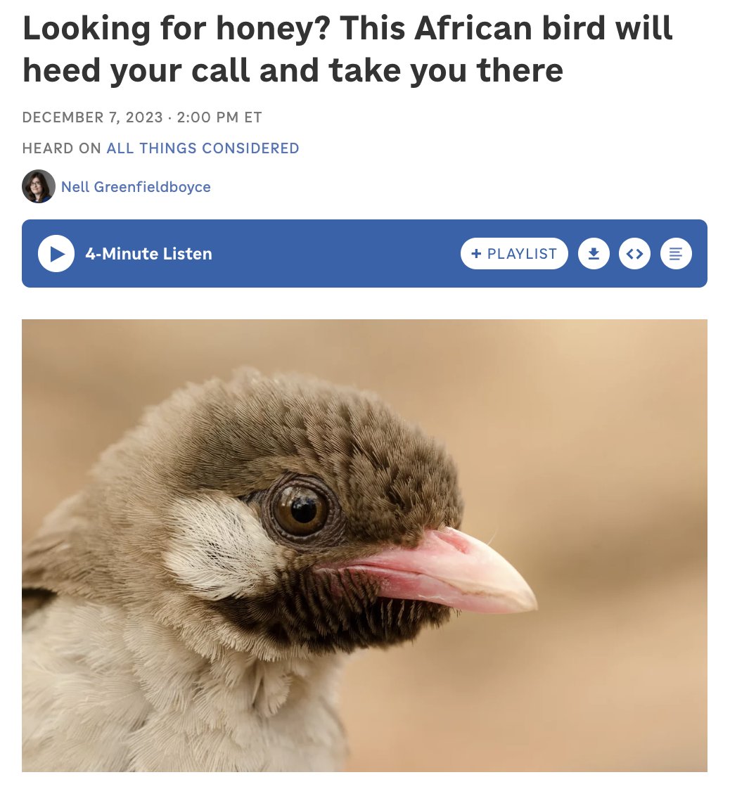 lindaxie's tweet image. Just since I've been asked a few times on what's the story behind our @bountycaster bird logo - it's a honeyguide bird which guides people to honey :) We generated the logo with Midjourney

npr.org/sections/goats…