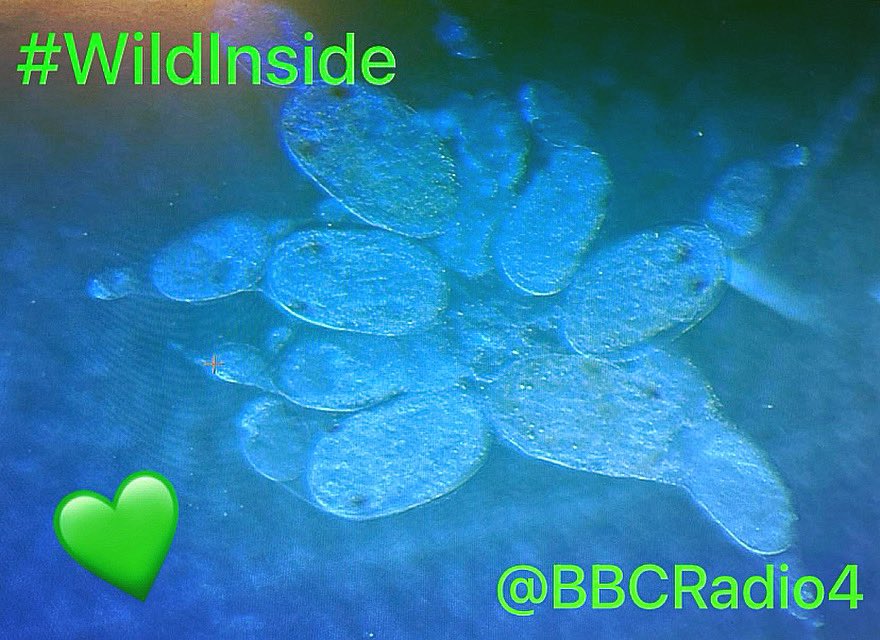 Ben_garrod's tweet photo. #WildInside episode 3 goes out today (Tues 30/01) at 11:00, where @Zoologist_Jess and I join the ace team at the @JohnInnesCentre to better understand one of the most voracious and infamous agricultural pests on the planet! Tune in to https://t.co/2gr6DZbYmM on @bbcradio4 🔍 https://t.co/4gLLtV8Mjp
