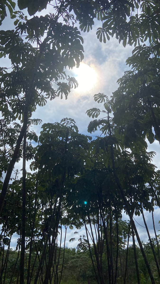 JenicksonCosta's tweet photo. we are ready for it. #MataDIV #TreeDivNet #multifunctionality #Restoration https://t.co/m0Nx9KRP7H