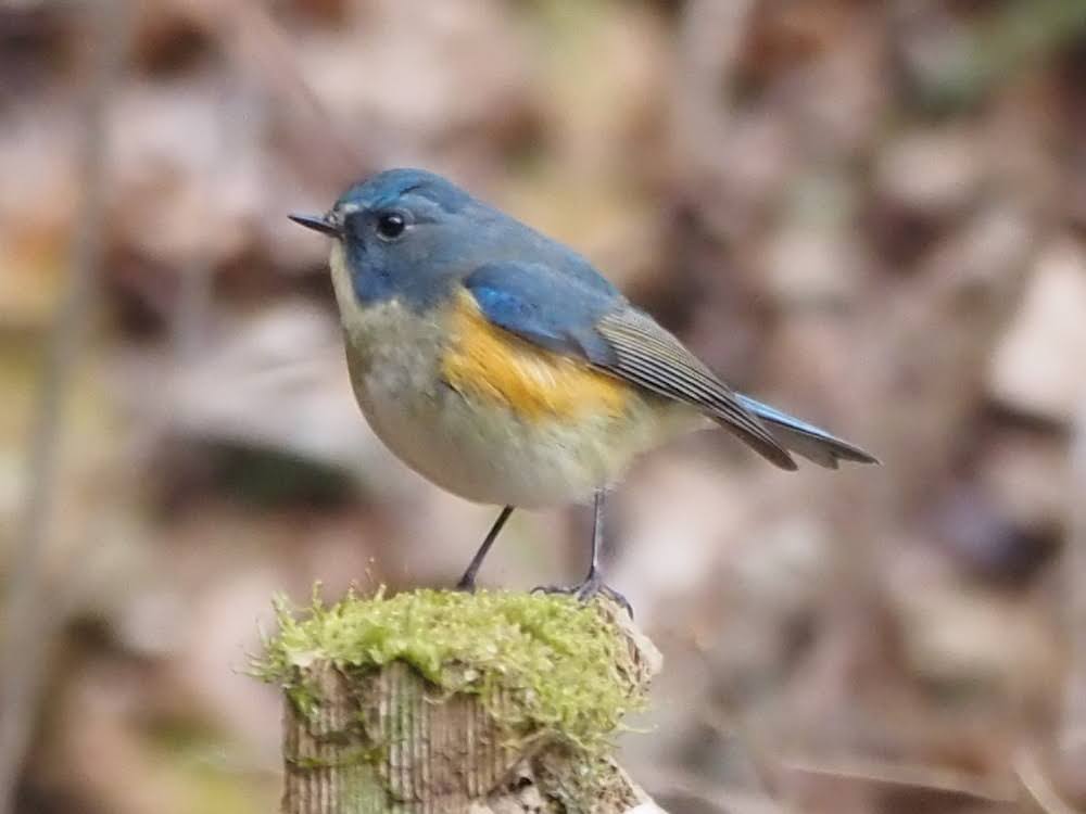 kake3's tweet image. ルリビタキ。