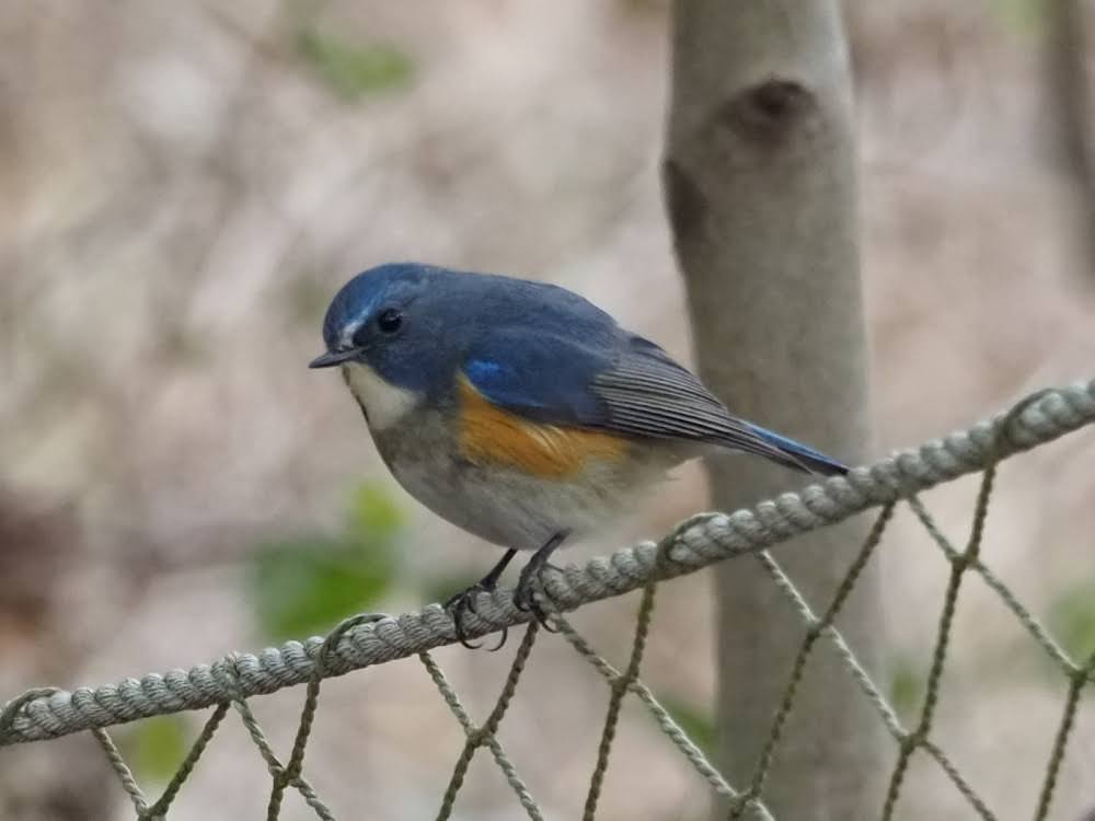 kake3's tweet image. ルリビタキ。