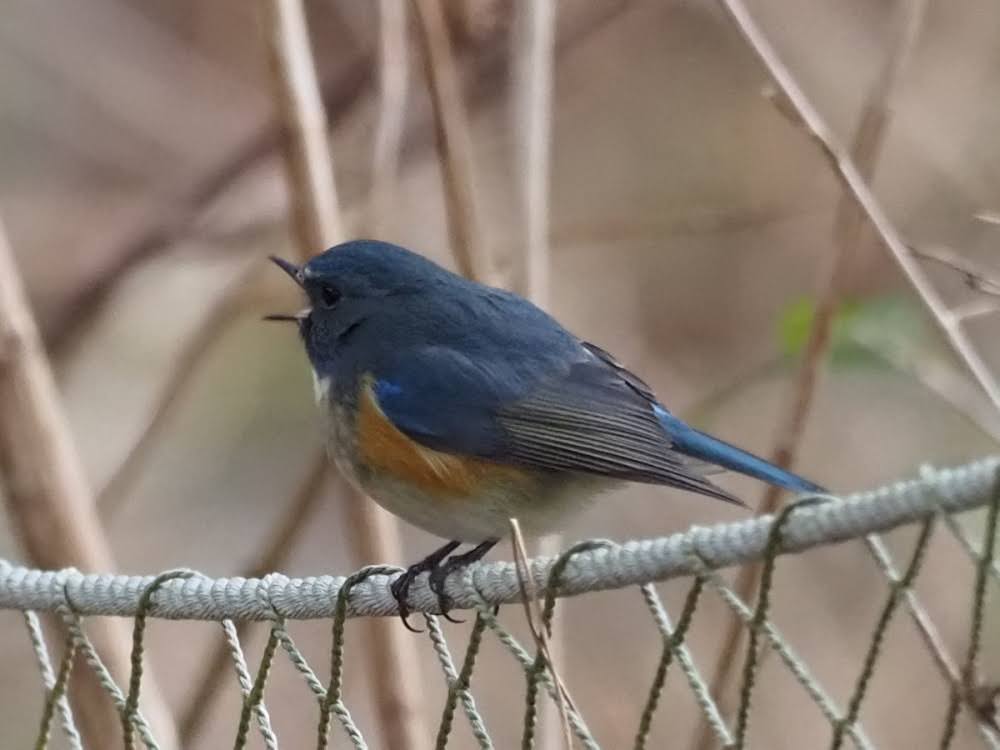 kake3's tweet image. ルリビタキ。