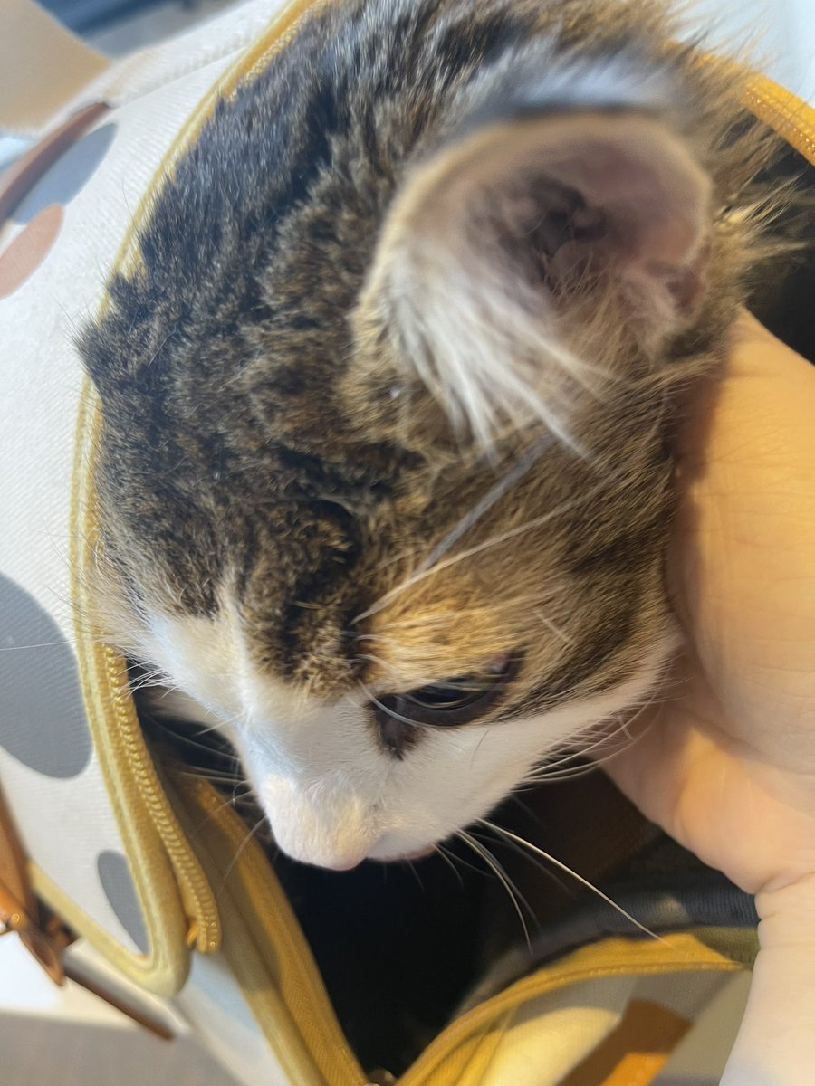 ルルちゃんここ二週間、腫瘍が急速に大きくなって、もうあまり放射線治療できない状態になりました。
さきほど、余命宣告されて、あと残り数週間と…これ以上苦しめたくないので、そろそろ安楽死を考えないといけなくなってしまいました…