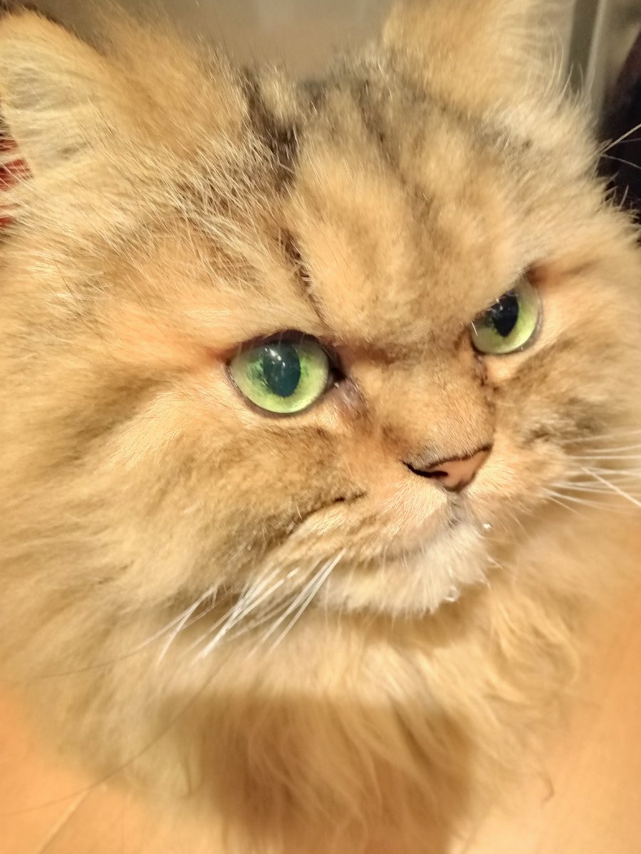 お水飲んでキリッとするチャロ🚰😼