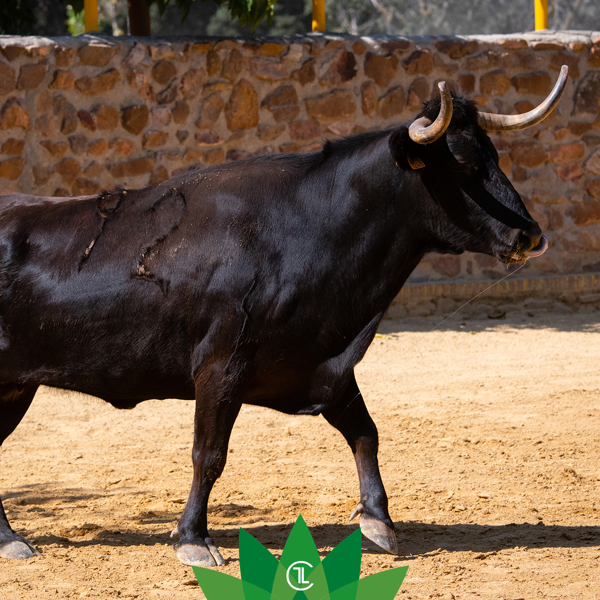 Las vacas algunas veces se vuelven a torear años después de que fueron tentadas. Normalmente su comportamiento es muy similar al que tuvieron de jóvenes.

#sialostoros #campobravomexicano #ecologia #sustentabilidad