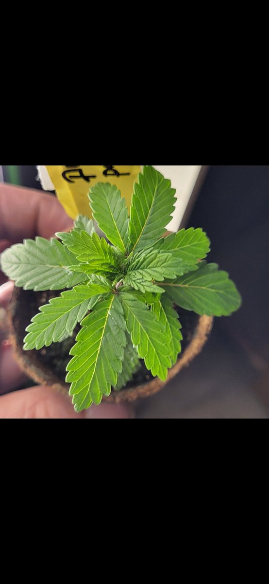 Bandit Grows 🌱🌱(Doge).. tweet media