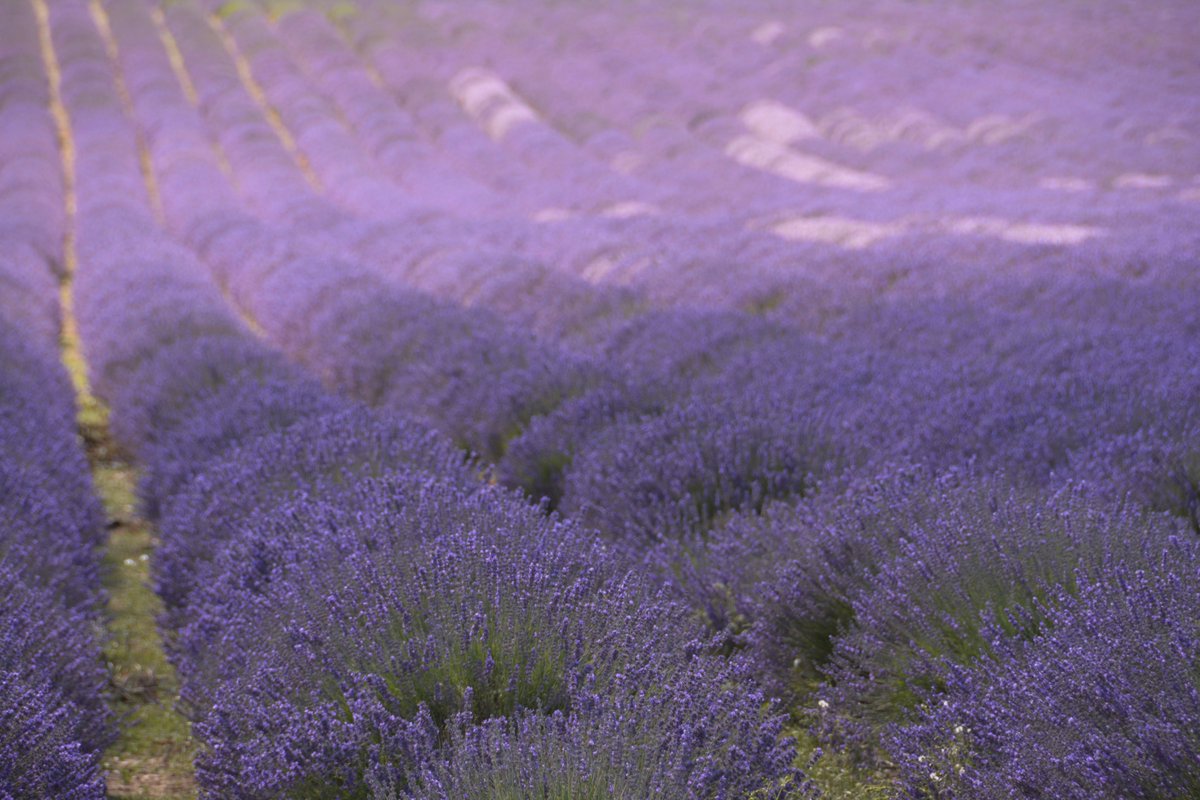 Because there's never a bad time to stroll through the flowers. #summer #lavenderfields #exploreengland @CastleFarmKent