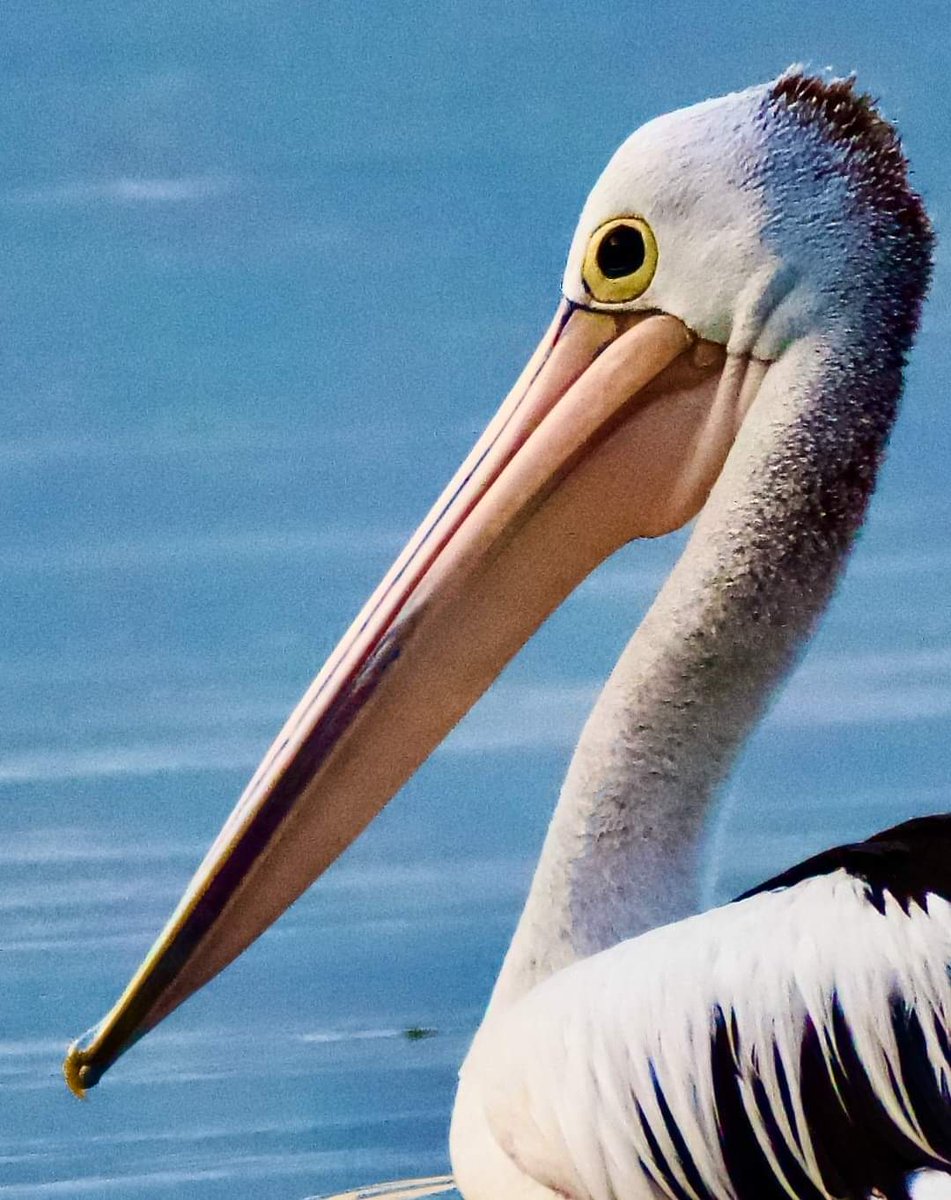 Binga_Harry's tweet photo. - It can can hold over 13 litres of water in its throat pouch when stretched.

- With a wingspan up to 3m, the pelican is Australia’s largest flying bird.

- abundant in estuaries, but common in most waterway. #nswbirds #australianpelican #pelican #birdsofaustralia https://t.co/YQb4jPvRYA