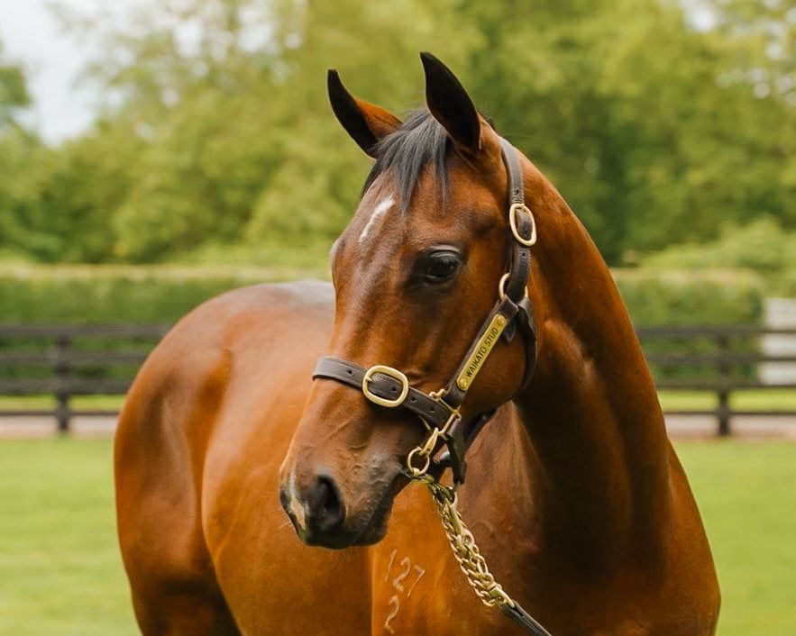 Waikato Stud (@waikatostud) on Twitter photo Lot 525, our elegant Ardrossan x Wannabe filly, sells to <a href="/rohanjhughes/">Rohan Hughes</a> and <a href="/Grahame_Begg/">Grahame Begg Racing</a> for $290k <a href="/KarakaChat/">New Zealand Bloodstock</a> 🤝 A half-sister to Listed winner, Poser, she oozes class. We wish her new connections every success 🌟 Lot 525, our elegant Ardrossan x Wannabe filly, sells to <a href="/rohanjhughes/">Rohan Hughes</a> and <a href="/Grahame_Begg/">Grahame Begg Racing</a> for $290k <a href="/KarakaChat/">New Zealand Bloodstock</a> 🤝 A half-sister to Listed winner, Poser, she oozes class. We wish her new connections every success 🌟
