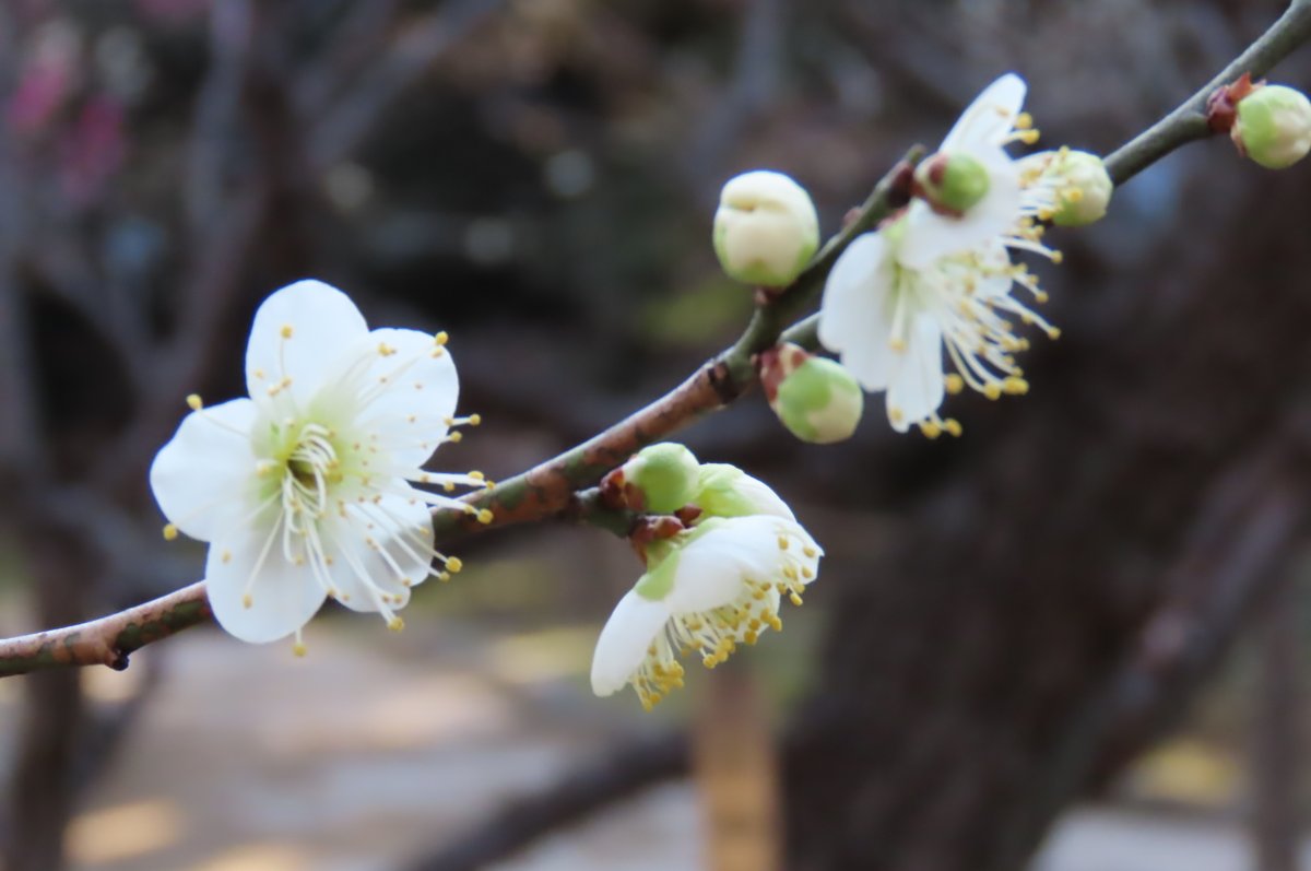 ウメの花 - Search / X