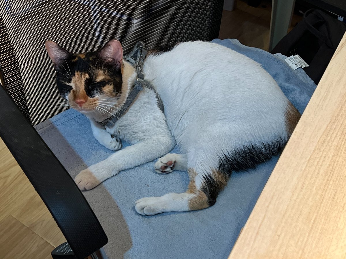 Happy 3rd gotcha day, Peanut Butter and Jelly!

Feeling under the weather ‘yan kahapon kasi binakunahan siya noong Linggo.