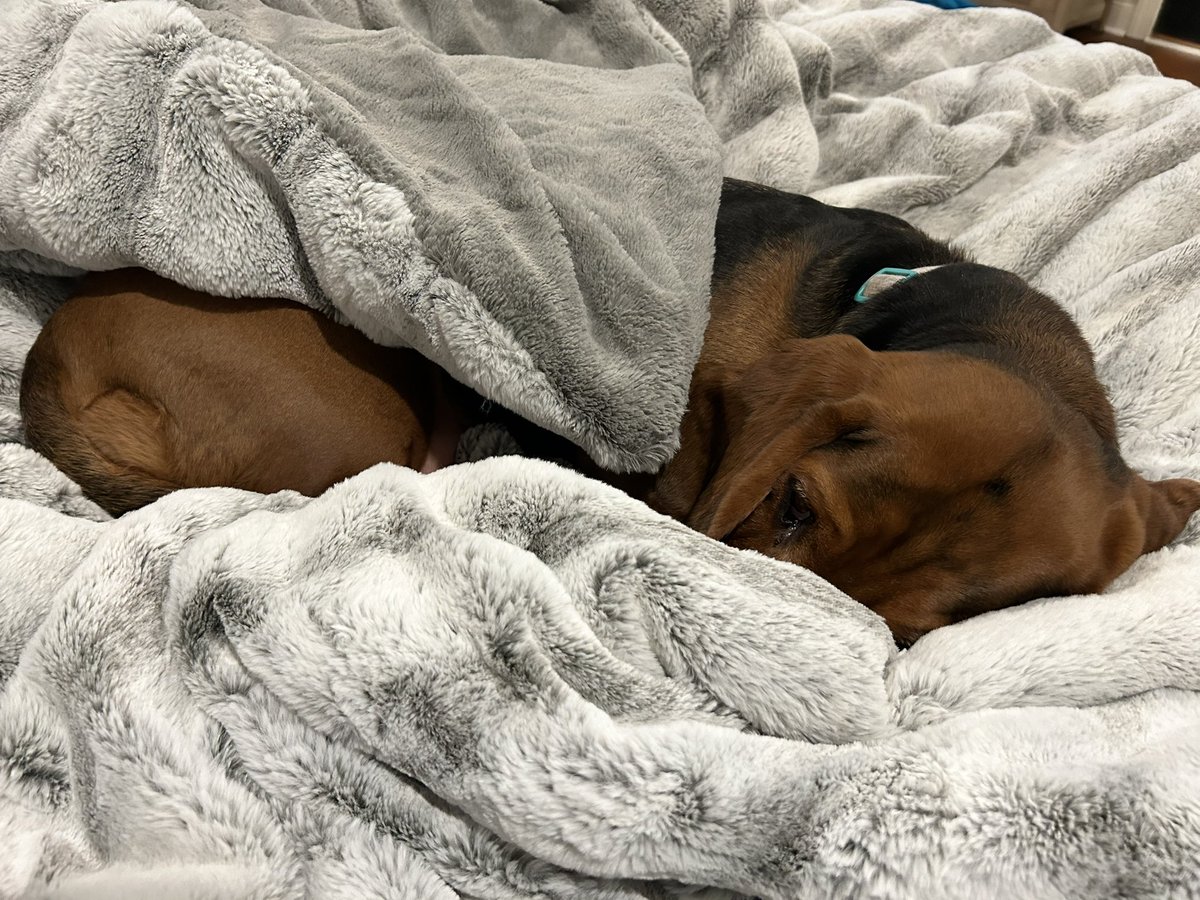 Snug as a bug in a rug. #GoodNightFriends