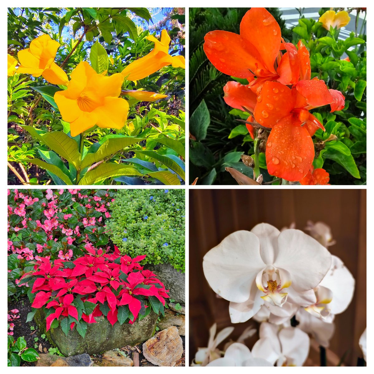 _christopher__0's tweet photo. #cannalily #yellowbell #poinsettia #hydrangea #plumbago #orchids #hibiscus #peregrina #flower #disney #disneyworld #WaltDisneyWorld https://t.co/AimK3IutRq