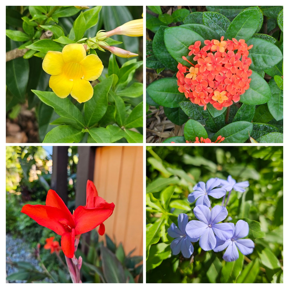 _christopher__0's tweet photo. #cannalily #yellowbell #poinsettia #hydrangea #plumbago #orchids #hibiscus #peregrina #flower #disney #disneyworld #WaltDisneyWorld https://t.co/AimK3IutRq