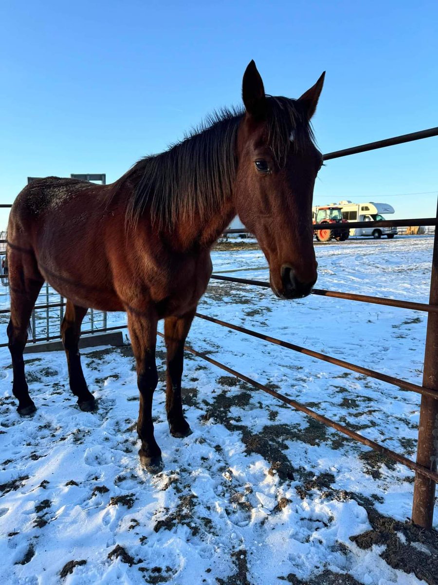 Rescue Update💕
SCRATCH is SAFE! Here she is at Whiskey Ridge Rescue. Thank you all so much who made it possible, including her Full Circle Contact! 

SCRATCH   (4F624, M)   [ 2008 , P, 3, 1:55.3M   $70,584 ]
PANSPACIFICFLIGHT - HOLLYWOOD GLAMOUR - JENNA'S BEACH BOY
