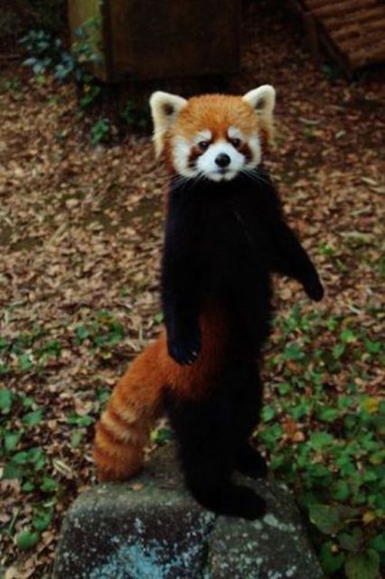 Red Panda Every Hour! (@redpandaeveryhr) on Twitter photo 