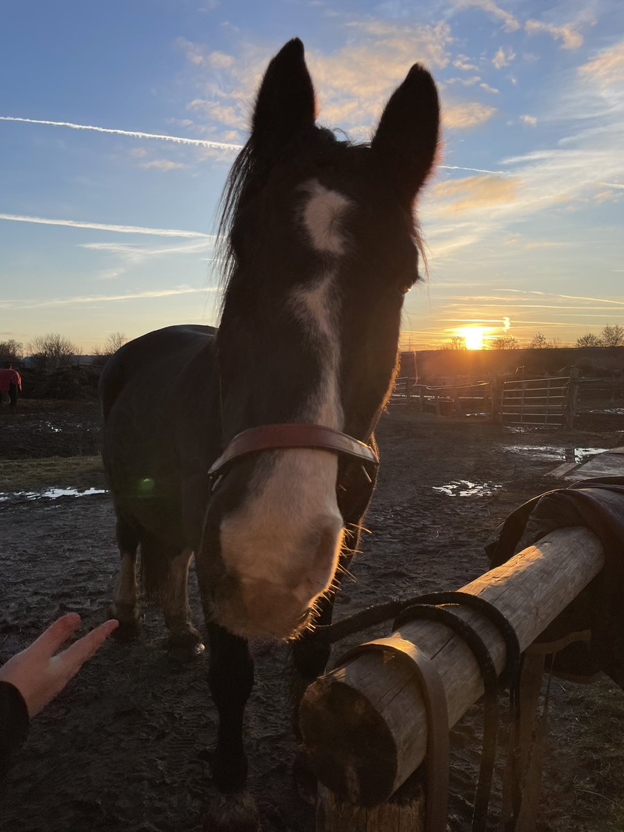 MsKPell's tweet photo. I am drowning in marking of final evaluations and report cards but decided to take a little break and go for a ride. We enjoyed the sunset and Bacardi enjoyed his favourite treat - a pear 🍐 https://t.co/ZFRrjmoseG