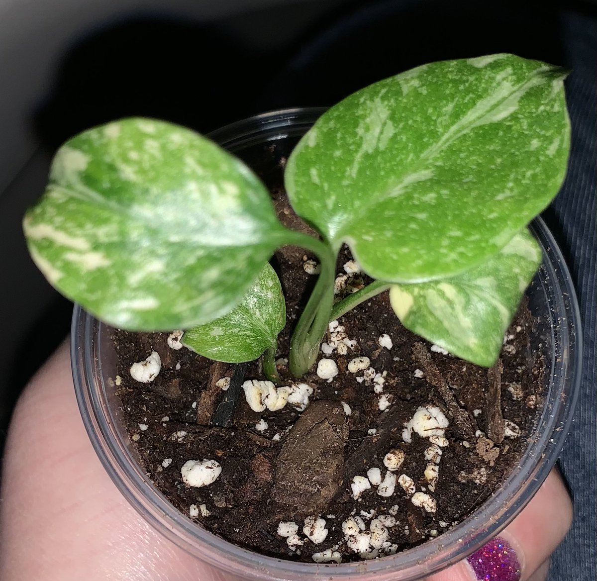 Rachel Helston 🍄 tweet media