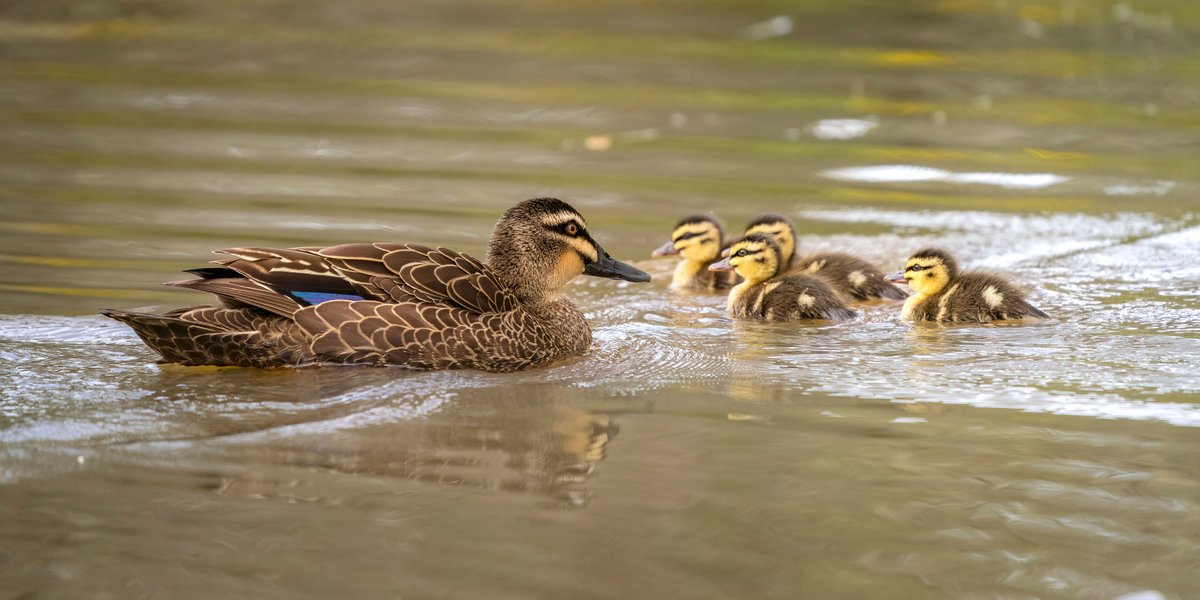 #RSPCAVictoria Media: Not too late to avoid duck devastation Read full statement here: rspcavic.org/not-too-late-t…