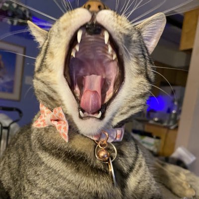 PercyLewiisCat's tweet photo. #NewProfilePic https://t.co/UUMmLkLMLI