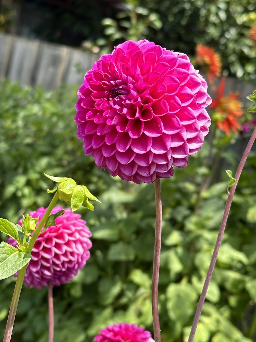OMG 😍 I’m so happy in the garden, surprise Variety, Colour and perfect petals 😃👒 #DailyDahlia #Gardening #HappyPlace