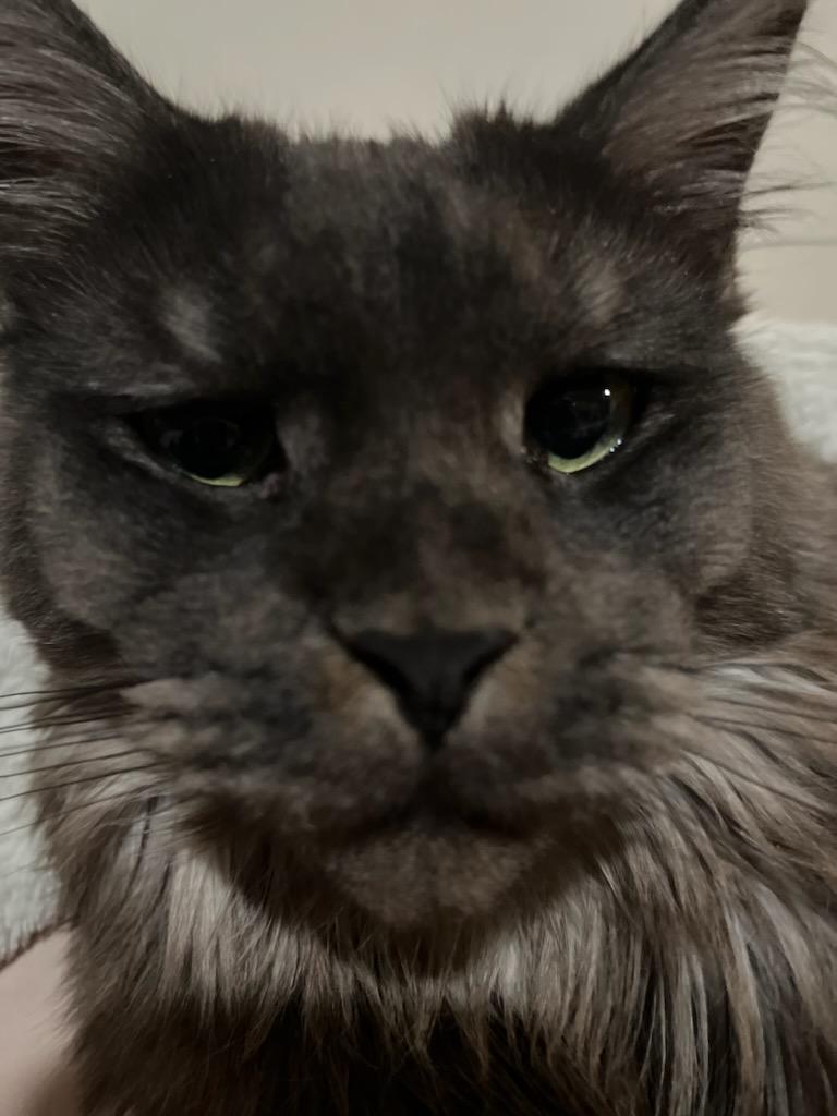 Maine Coon Cats tweet media
