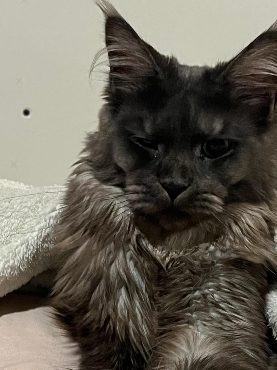 Maine Coon Cats tweet media