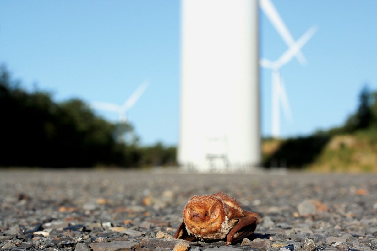 BatConIntl's tweet photo. BCI scientists have co-authored a paper evaluating bat senses and the stimuli from wind farms that may help explain why bats are fatally attracted to wind turbines. Millions of bats are killed at wind energy facilities worldwide. Future research should test reducing specific sensory pollutants from wind farms to reduce the threat of wind energy development to bats.