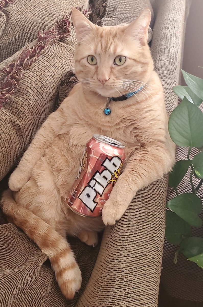 Jess2chilly's tweet photo. Hey! There's a contest going on for #americasfavoritepet 😊

Milo is in the running for the #cutest #cat Head on over to check out all the #cuties

https://t.co/MdcLPsmzmQ 

#vote #kitty #CatsofTwittter #pibbxtra https://t.co/0n9c8pmxnL