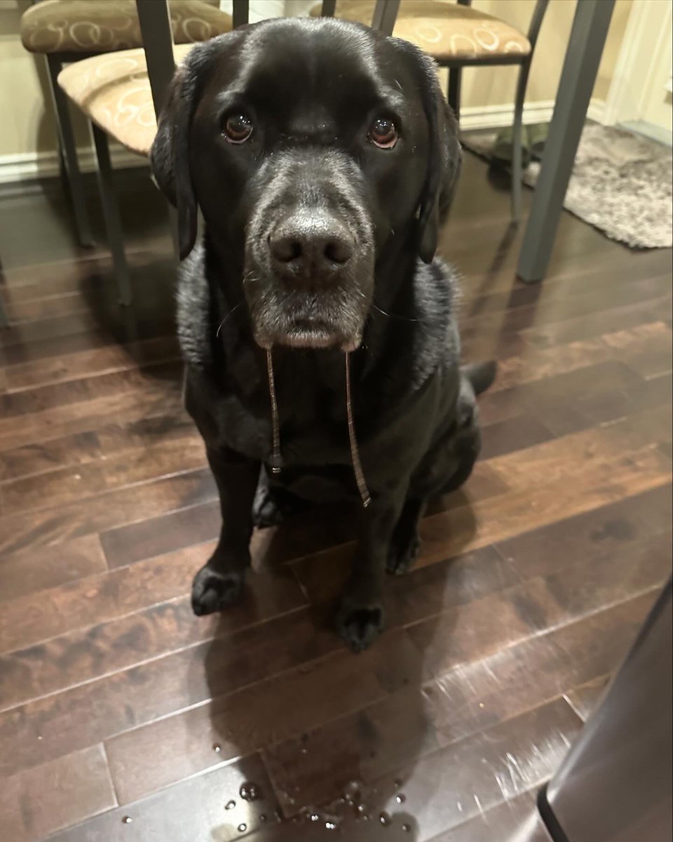 PADSk9Merlot's tweet photo. Double drool is a 5 βοΈ rating in the dog world. π€€ #drooliscool #cakeicing #tastetesters #lifewithlabs #dogs @PADSdogs https://t.co/z6gVAcfnMB