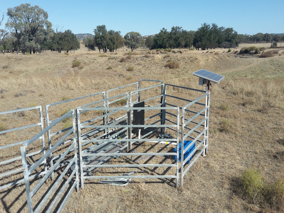 CQUniAg's tweet photo. Enhance genetic data gathering with new algorithms ready for commercialisation for use in livestock hardware, software &amp; IOT systems - https://t.co/IjTp4xwrkD 
@meatlivestock @CQU @growAGglobal https://t.co/aZVBa3nVxn