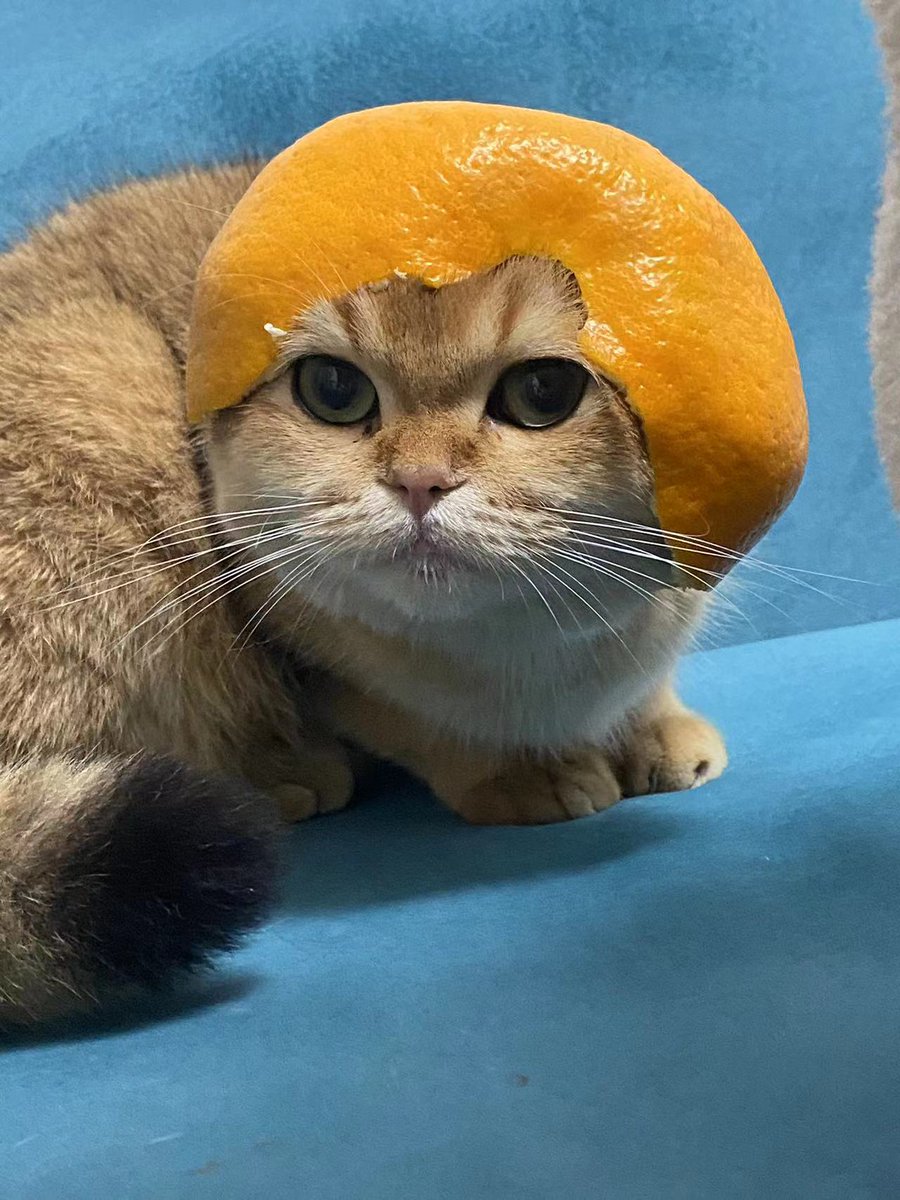 921a1GKnx3B4jSEc8M9dzT9j7oQAuioF8ejKQBGNzFQ4  
@_catwifmelon_ 
这个可以买一点，最高的时候市值1.2M，现在才25K 后面跌太狠项目方放弃了，现在是社区在管理，冲推、推特运营很勤快，也产出了一些还不错的meme内容，和杯子有点像，当时也是跌到快归零起来的 另外给大家看下我家的orange cat哈哈