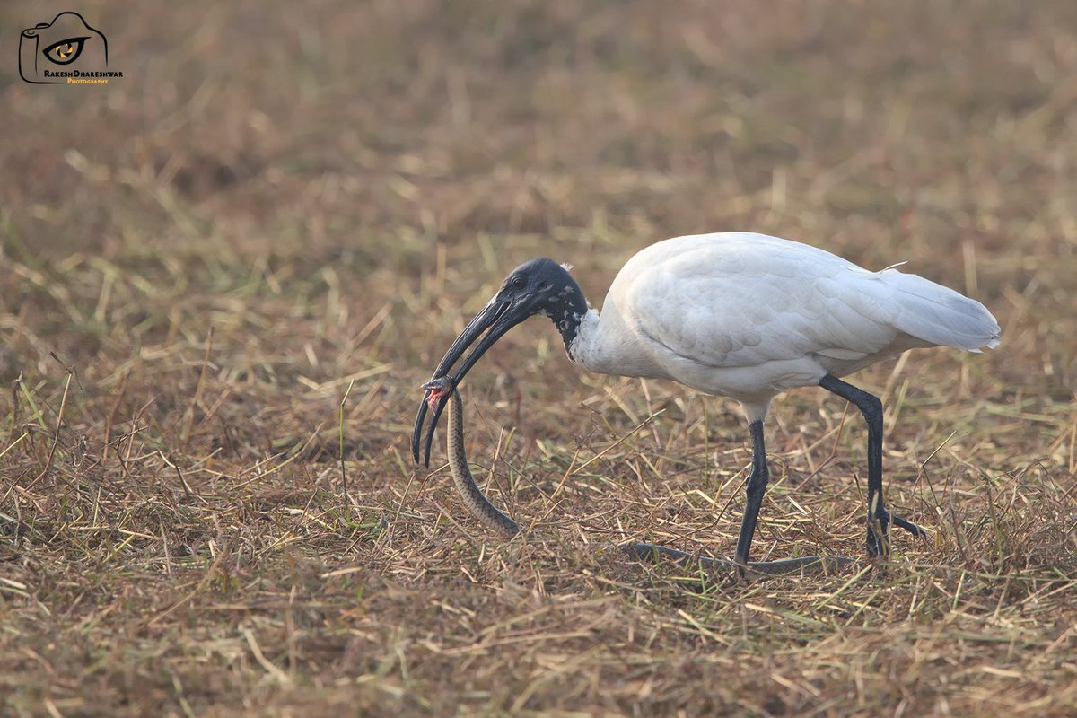 rdrakesh's tweet photo. Even the #CheckeredKeelback had its mouth open at the #WhiteIbis entry for #BirdsWithCatch
ZOOM IN TO SEE THE EXPRESSION !!
#IndiAves #canonphotography @natgeoindia #BBCWildlifePOTD #birds #birding #birdwatching #BirdsSeenIn2024 #TwitterNatureCommunity @ParveenKaswan @Team_eBird https://t.co/eSFdsH7pY4