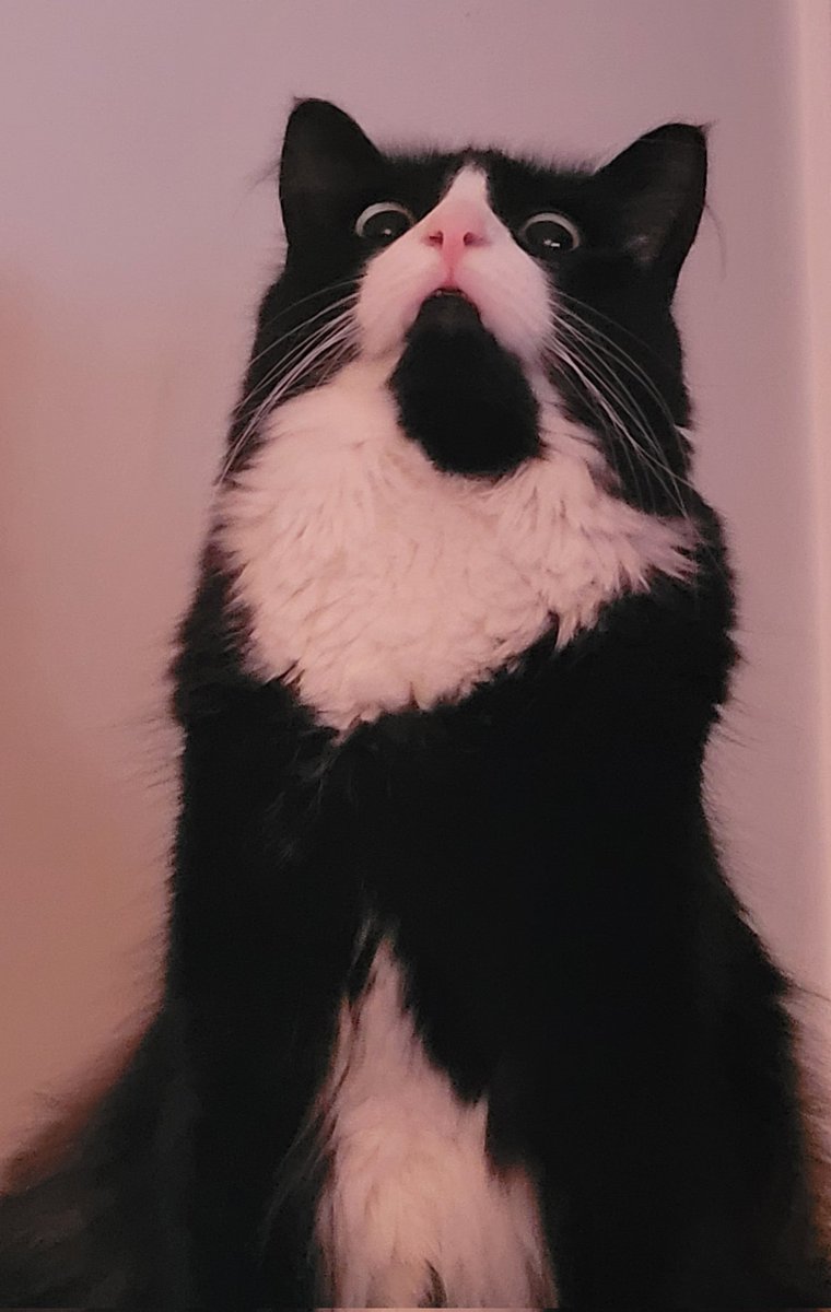 StellaR_Galacto's tweet image. I was going to stream, but my Rhuematoid Arthritis said no, so have a picture of my son hunting as consolation ;3

#vtuberpets #cats #streamerpets #pets