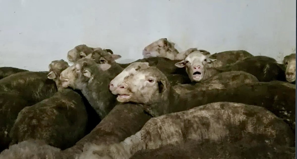 Deep shame of Australia's live export: Gasping to breathe Lungs burning from stench of ammonia Covered in feces 14K sheep & 2.5K cattle in 104°F heatwave Will suffer onboard hell for 58 days or more And that's before the slaughter horror Full story👇 msn.com/en-au/money/ma…