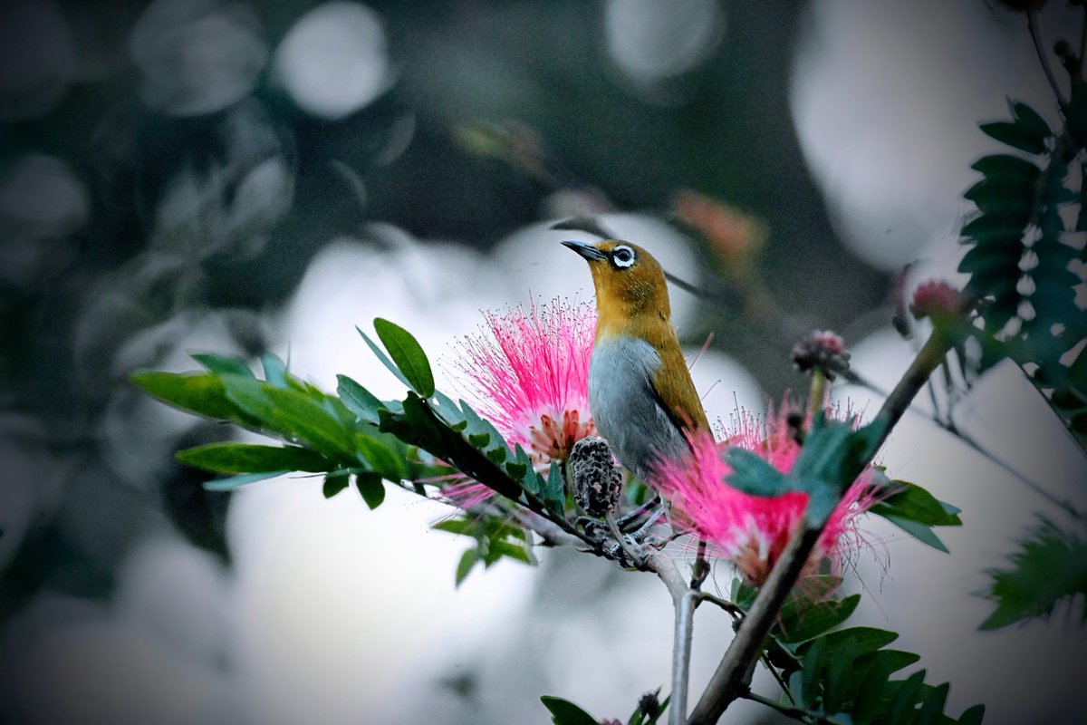 nirup_datta's tweet photo. Standing tall
Indian white eye on powder puff
Garia
India
29.1.2024
#nirupdatta #nikonz50 #sonybbcearth #bestbirdsofinstagram #natgeowild #natgeoindia #natgeo #naturephotographychallenge #nationalgeographic #natgeoyourshot #IndiAves @IndiAves @IndiAves https://t.co/Ui3Drqm4ED