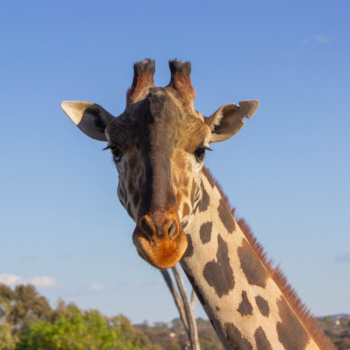 AfricamSafari's tweet photo. 🌟 ¡Queremos compartir con ustedes los primeros días de Benito en su nuevo hogar! 🏡✨ Ha explorado nuevos horizontes, deleitado sus sentidos con sabores y aromas, y ha hecho nuevos amigos desde el dromedario hasta toda su familia de jirafas. Benito ya es parte de nuestra gran familia, y estamos emocionados de escribir esta hermosa historia junto a todos ustedes. 📖💖 ¡Acompáñanos en este viaje lleno de descubrimientos! 🦒🙌🏻