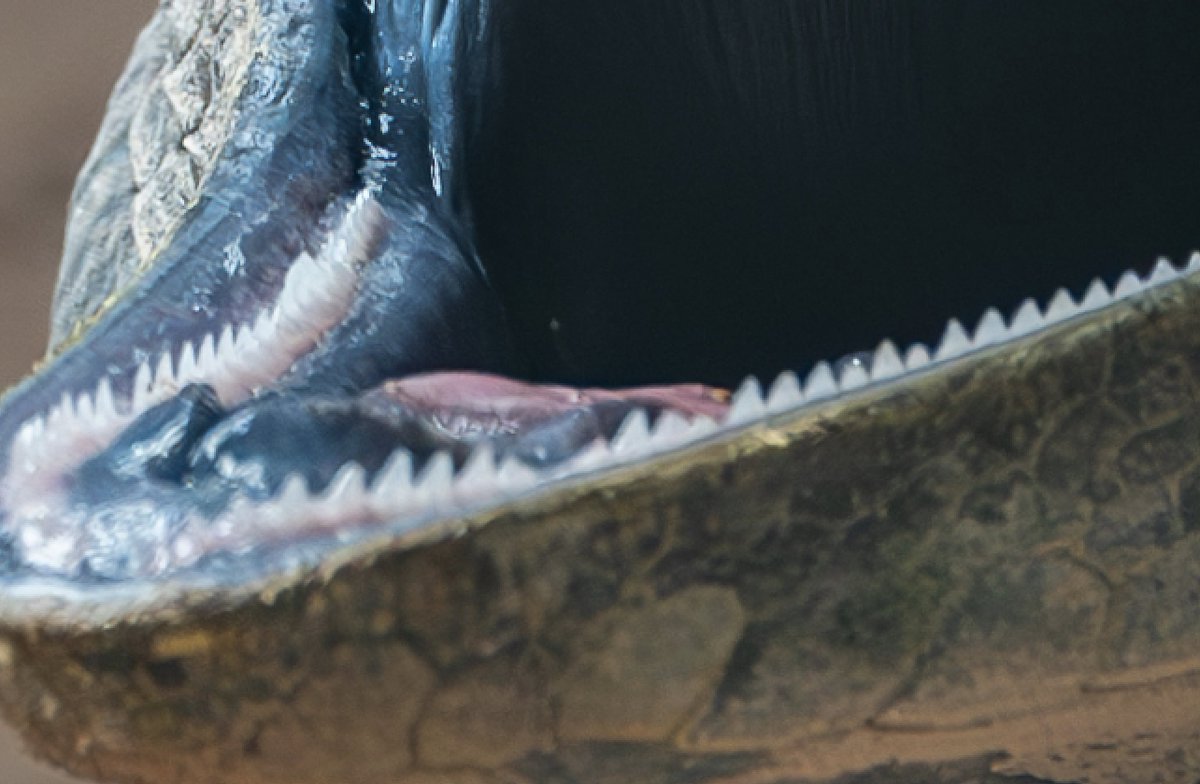 Denver Zoo Conservation Alliance tweet media